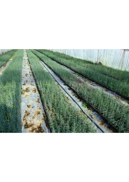 Akdeniz Servisi (Cupressus Sempervirens) 20 Adet