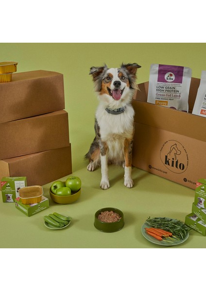 Yetişkin Köpek Maması 7 kg + Tavuk Etli Kito Fresh x 6 modelleri