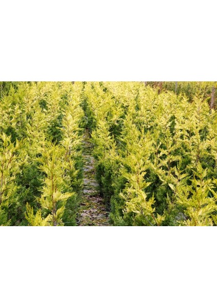 ALTUNİ LEYLANDİ 5 ADET- SARI RENKLİ ÇİT BİTKİSİ 100-150 cm