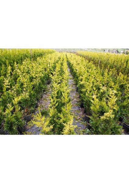 ALTUNİ LEYLANDİ 5 ADET- SARI RENKLİ ÇİT BİTKİSİ 100-150 cm