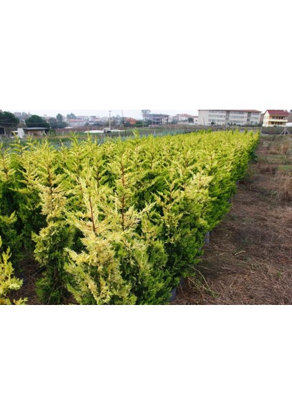 ALTUNİ LEYLANDİ 5 ADET- SARI RENKLİ ÇİT BİTKİSİ 100-150 cm