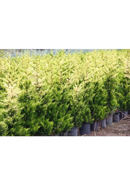 ALTUNİ LEYLANDİ 5 ADET- SARI RENKLİ ÇİT BİTKİSİ 100-150 cm