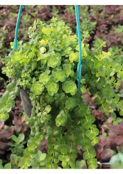 Özel Tür Sarı Çiçek Açan Sarı Kız Altın Kolye Çiçeğe 30-40CM Saksılı modelleri