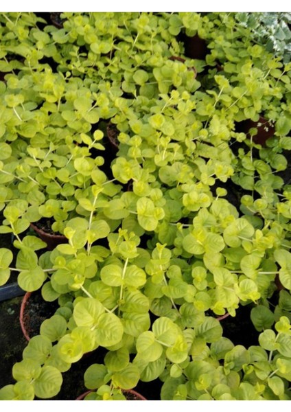 Sarı Çiçekli Altın Kolye Sarı Kız Çiçeği 30-40CM 1 Adet Saksılı Lysimachia Nummulari modelleri