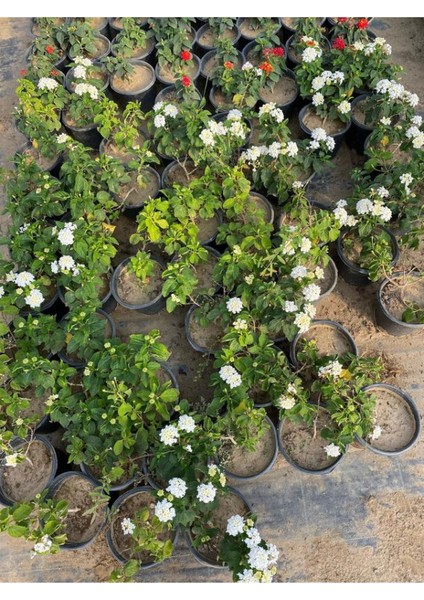 Beyaz Renk Çalı Minesi Çiçeği 20-40CM 1 Adet Saksılı (Lantana Camara) fiyatları