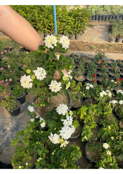 Beyaz Renk Çalı Minesi Çiçeği 20-40CM 1 Adet Saksılı (Lantana Camara) modelleri