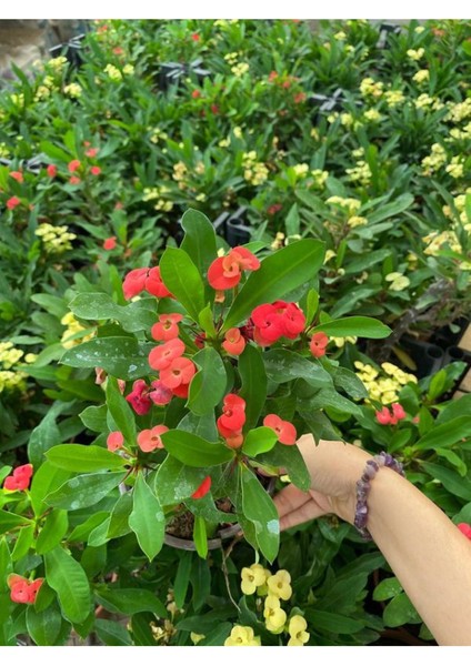 Kırmızı Renk Milli Dikenler Tacı Çiçeği 1 Adet Saksılı (Euphorbia Milii)