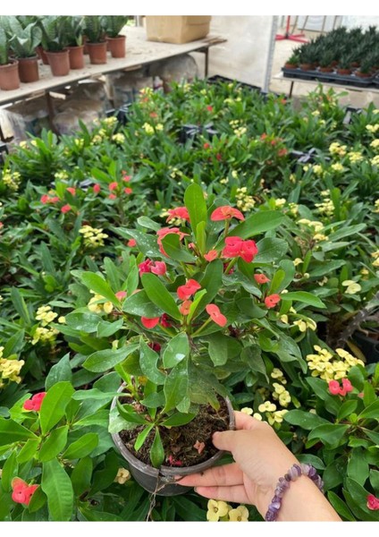Kırmızı Renk Milli Dikenler Tacı Çiçeği 1 Adet Saksılı (Euphorbia Milii) fiyatları