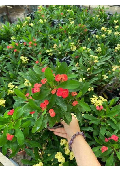 Kırmızı Renk Milli Dikenler Tacı Çiçeği 1 Adet Saksılı (Euphorbia Milii) modelleri