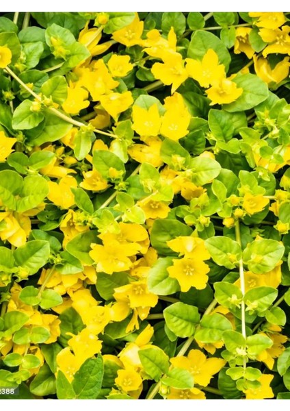 Sarı Çiçek Açan Altın Kolye Çiçeği Zemin Örtücü Sarkıcı Bitki 20-40CM Saksılı