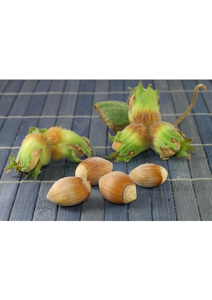 Fındık (Çakıldak) Fidanı 3 Yaş 2 Adet Tüplü fiyatları