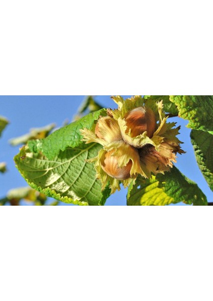 Fındık (Çakıldak) Fidanı 3 Yaş 2 Adet Tüplü modelleri