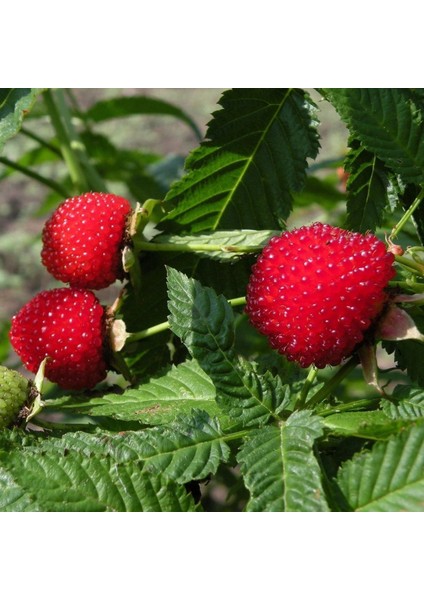 ÇİLEK AHUDUDU FİDANI - Rubus Rosifolius