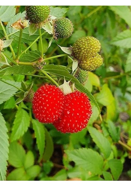 ÇİLEK AHUDUDU FİDANI - Rubus Rosifolius