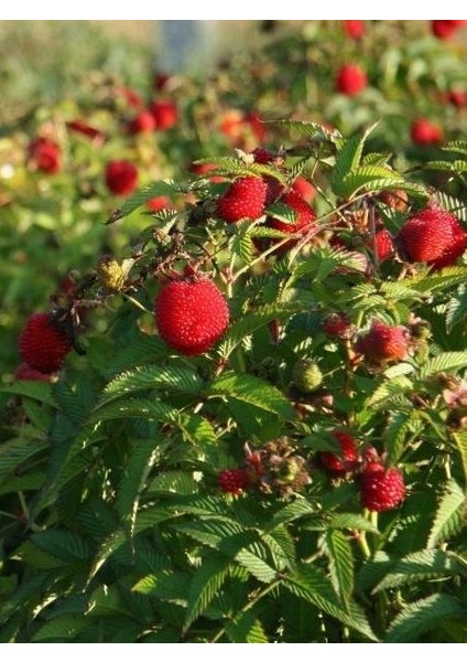 ÇİLEK AHUDUDU FİDANI - Rubus Rosifolius