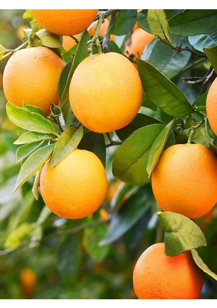 Portakalı Fidanı, Yafa Şamoti Portakalı Citrus × sinensis Jaffa, 80-100 cm,(3 yaş)