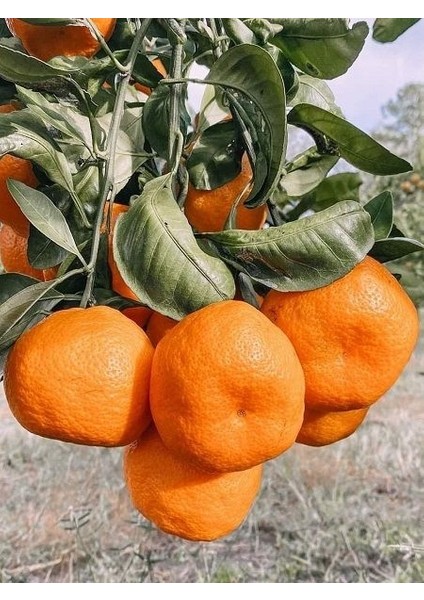 Mandalina Fidanı Satsuma (Rize) Citrus unshiu, +120 cm, 3 - 4 Yaş, tüplü