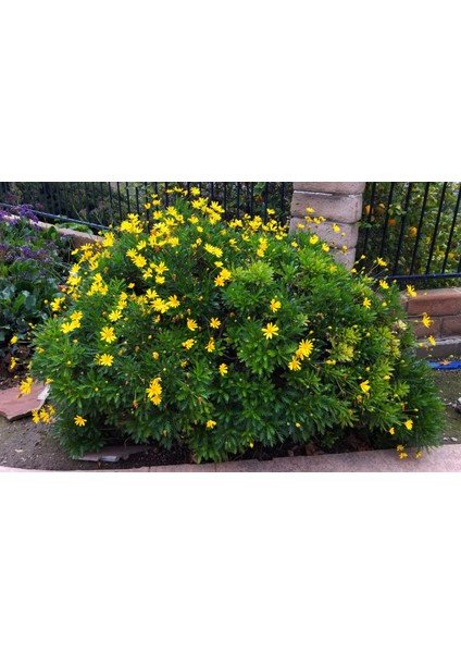 SARI PAPATYA EURYOPS - ÇOK YILLIK DIŞ MEKAN ÇİÇEĞİ