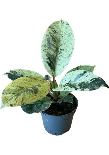 Ficus Elastica 'shivereana' (Kauçuk)