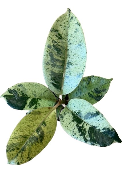 Ficus Elastica 'shivereana' (Kauçuk) fiyatları