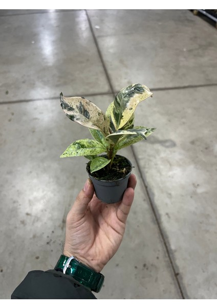 Ficus Elastica 'shivereana' (Kauçuk) modelleri