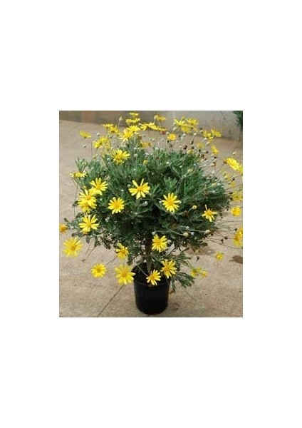 Sarı Çalı Papatyası - Euryops (20-40CM)