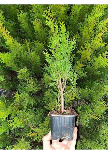 En Favori Dekorasyon Bitkisi Leylandi 10 Adet (15-25CM) Tüplü Cupressus fiyatları