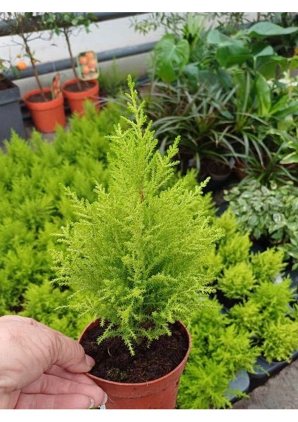 Limon Çamı Fidanı 40 Adet Tüplü Mini Boy 15-25CM Bahçe Çit Bitkisi