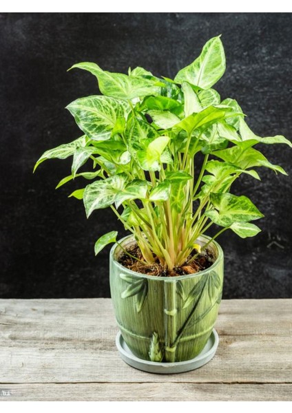 Dekoratif Canlı Melek Kanadı Çiçeği 1 Adet Saksılı 20-40CM (Syngonium)