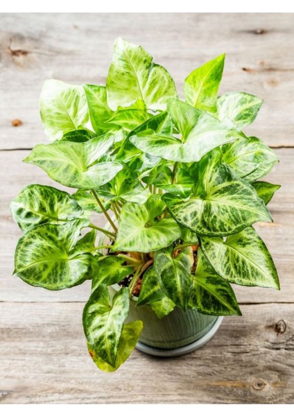 Dekoratif Canlı Melek Kanadı Çiçeği 1 Adet Saksılı 20-40CM (Syngonium) fiyatları