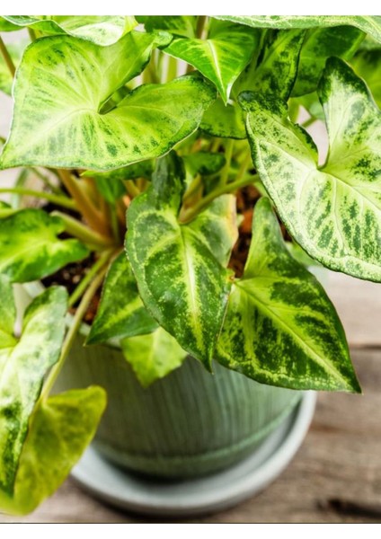 Dolgun Formlu Dekoratif Melek Kanadı Çiçeği 20-40CM 1 Adet Saksılı Syngonium