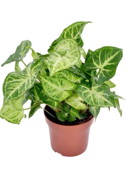 Dolgun Formlu Dekoratif Melek Kanadı Çiçeği 20-40CM 1 Adet Saksılı Syngonium modelleri
