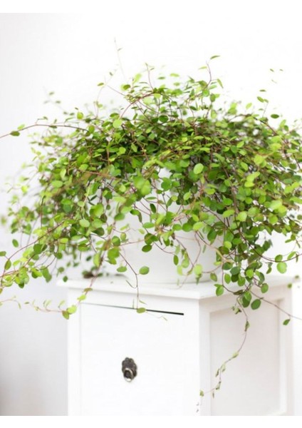 Muehlenbeckia Avusturalya Sarmaşığı Mini 1 Adet Saksılı 10-15CM