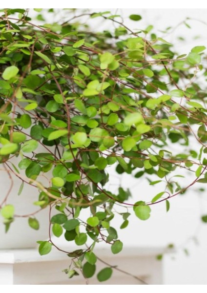 Muehlenbeckia Avusturalya Sarmaşığı Mini 1 Adet Saksılı 10-15CM fiyatları