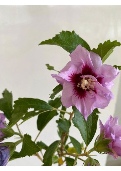 Hatmi Çiçeği Ağaç Fidanı 1 Adet Saksılı 40-60CM (Althaea Officinalis)
