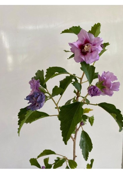 Hatmi Çiçeği Ağaç Fidanı 1 Adet Saksılı 40-60CM (Althaea Officinalis)