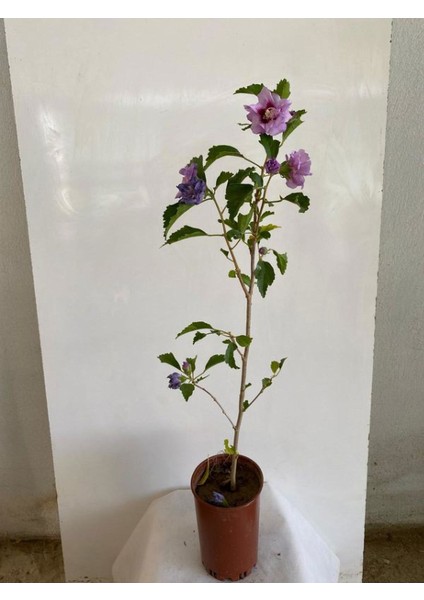 Hatmi Çiçeği Ağaç Fidanı 1 Adet Saksılı 40-60CM (Althaea Officinalis)