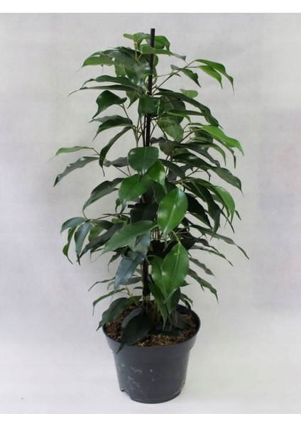 Yeşil Şeflera 2'li Dikim-Yeşil Benjamin-Kauçuk 2'li Salon Ofis Çiçek Seti modelleri