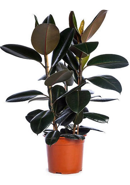 Yeşil Şeflera 2'li Dikim-Yeşil Benjamin-Kauçuk 2'li Salon Ofis Çiçek Seti fırsatları