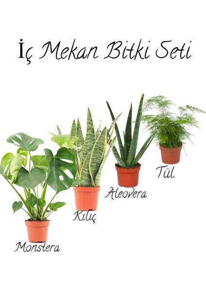 Deve TABANI(40-50CM)-SARI KILIÇ(15-30CM)-ALEOVERA(15-30CM)-TÜL Kuşkonmaz (15-30CM)