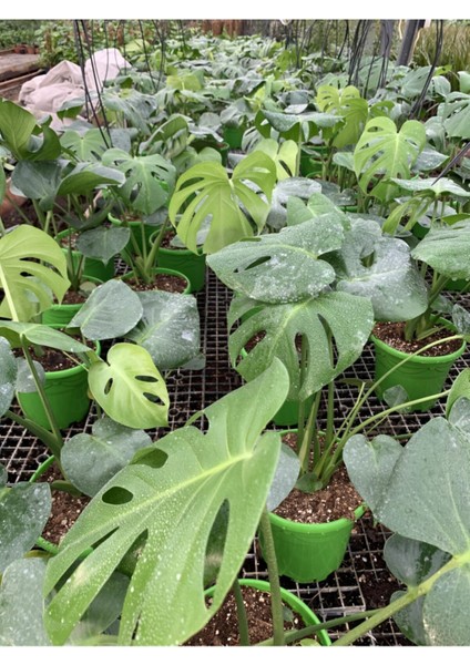 Deve TABANI(40-50CM)-SARI KILIÇ(15-30CM)-ALEOVERA(15-30CM)-TÜL Kuşkonmaz (15-30CM) fiyatları