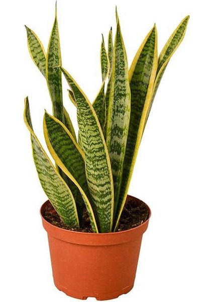 Deve TABANI(40-50CM)-SARI KILIÇ(15-30CM)-ALEOVERA(15-30CM)-TÜL Kuşkonmaz (15-30CM) modelleri