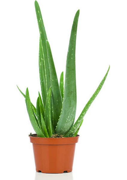 Deve TABANI(40-50CM)-SARI KILIÇ(15-30CM)-ALEOVERA(15-30CM)-TÜL Kuşkonmaz (15-30CM) fırsatları