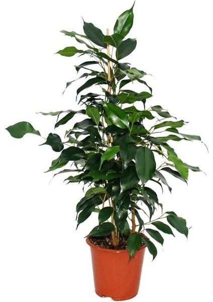 Salon Çiçek Seti Yeşil Benjamin (40-65CM)-KAUÇUK (50-60CM)-ALACALI Benjamin Çiçeği (40-55CM) fiyatları