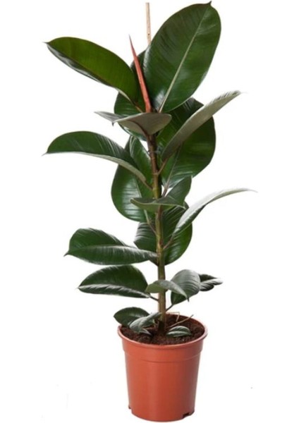 Salon Çiçek Seti Yeşil Benjamin (40-65CM)-KAUÇUK (50-60CM)-ALACALI Benjamin Çiçeği (40-55CM) modelleri