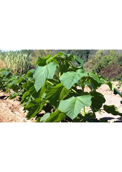 Pavlonya Ağacı Fidanı 3 Adet - Paulownia Tementosa 30-50 cm indirimleri