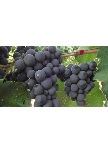 4 Yaş Alphonse Lavella Siyah Üzüm Fidanı