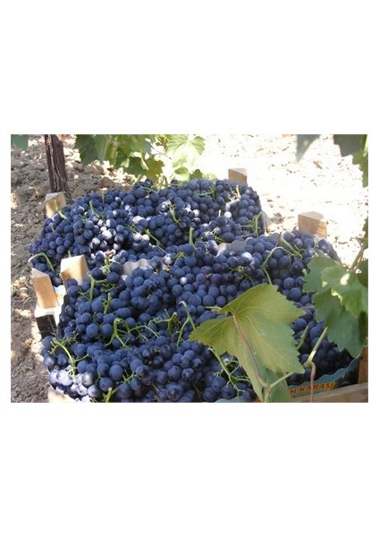 4 Yaş Alphonse Lavella Siyah Üzüm Fidanı fiyatları