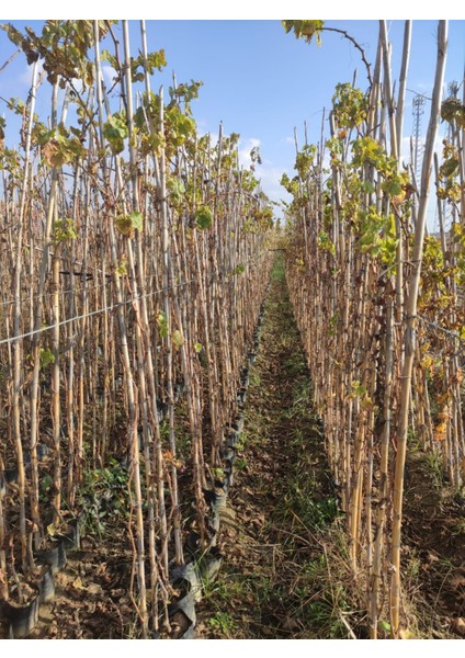 4 Yaş Alphonse Lavella Siyah Üzüm Fidanı modelleri