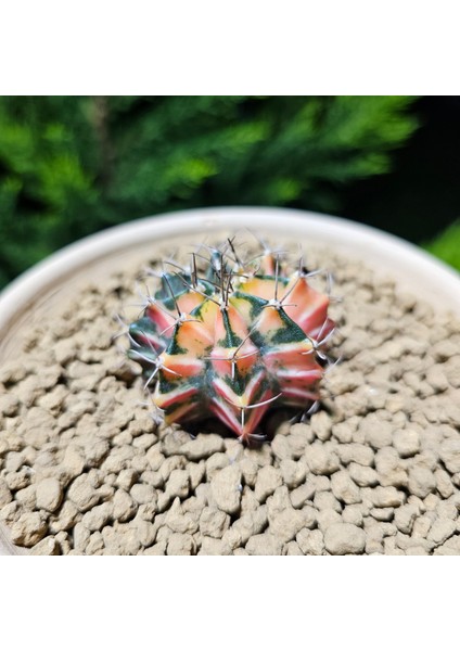 Gymnocalycium 5,5 cm Özel Tür Kaktüs